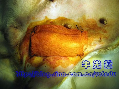 母犬腹股沟疝修补术