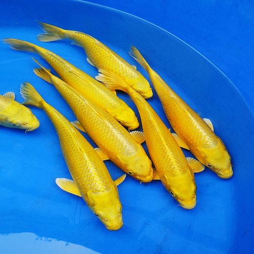 特价龙凤锦鲤 纯种_纯种日本锦鲤活体黄金锦鲤观赏鱼风水鱼龙凤锦鲤