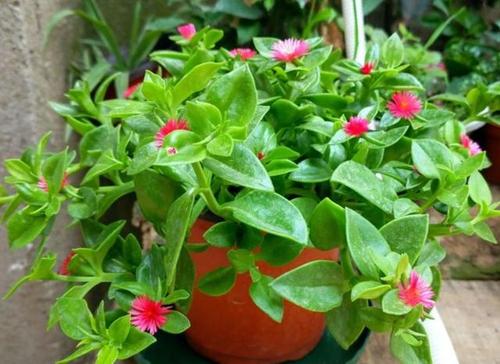 别再种吊兰了,田七不仅能吃,还能卖20元一斤!