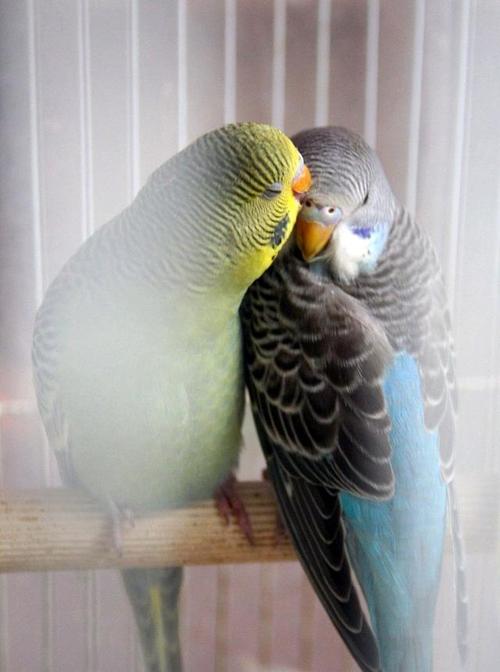 合适家庭饲养的笼养鸟