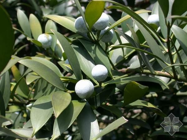 这是:竹柏的果实