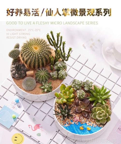 宠物及园艺 盆栽,盆景 盆栽 仙人掌多肉植物组合盆栽含盆新手套餐清新