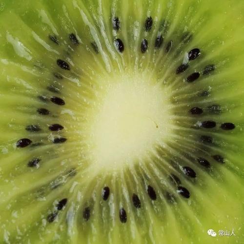 猕猴桃切片图
