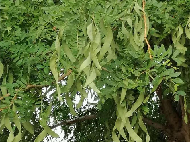 皂角树是豆荚状可以入药也可当肥皂用(一)
