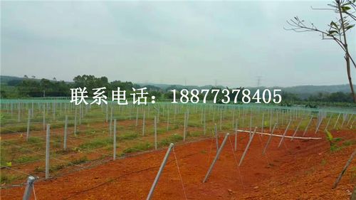 桂州猕猴桃园棚架专业搭建_猕猴桃园搭建_猕猴桃架搭建