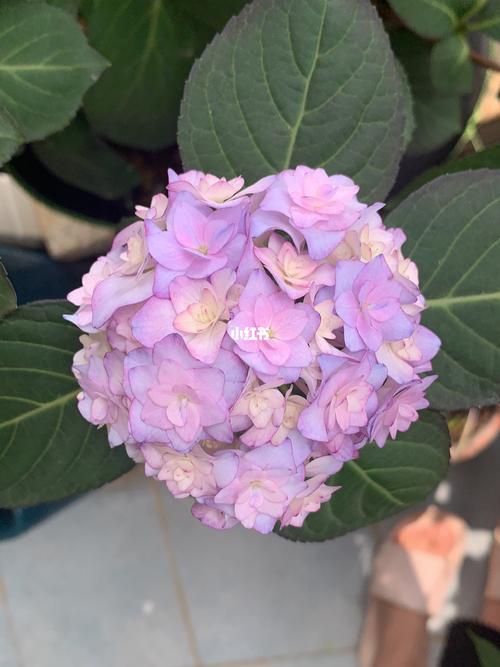 广东的纱织小姐_绣球花_家居家装_家居装饰