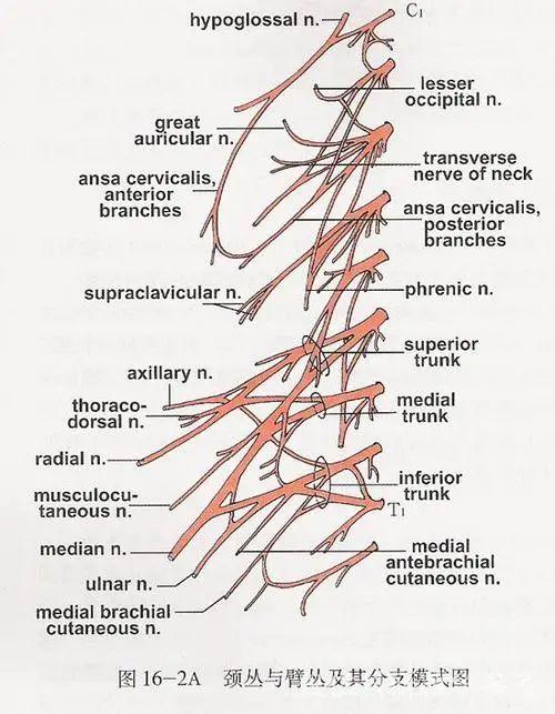 一文读懂脊柱神经支配及走形分布高清图谱请收好