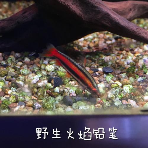 小型鱼火焰铅笔灯鱼热带鱼观赏鱼淡水鱼宠物水族活体包活灯鱼