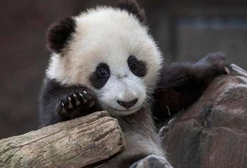 中国人捧在手心的大熊猫这个国家有两只每天吃的却是仙人掌