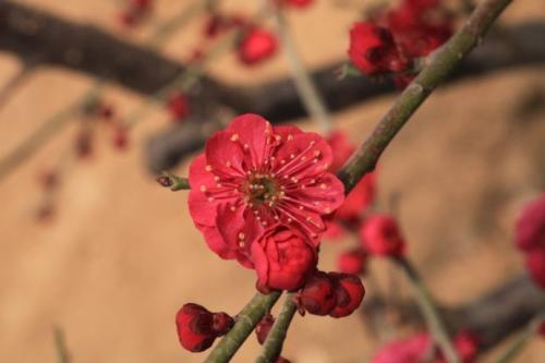 骨里红就是朱砂梅吗?