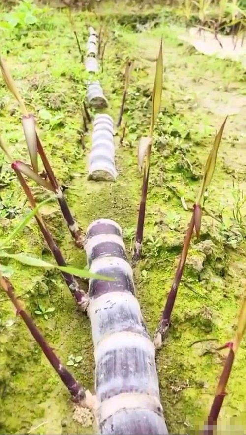甘蔗是这样种出来的
