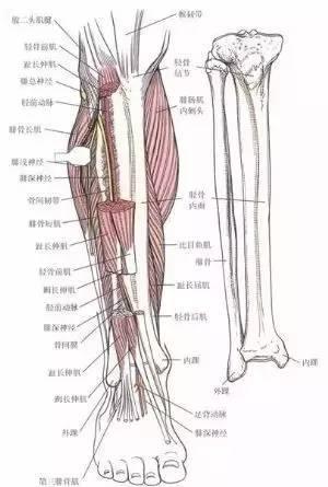 腓骨(fibula)位于小腿外侧,分两端一体.