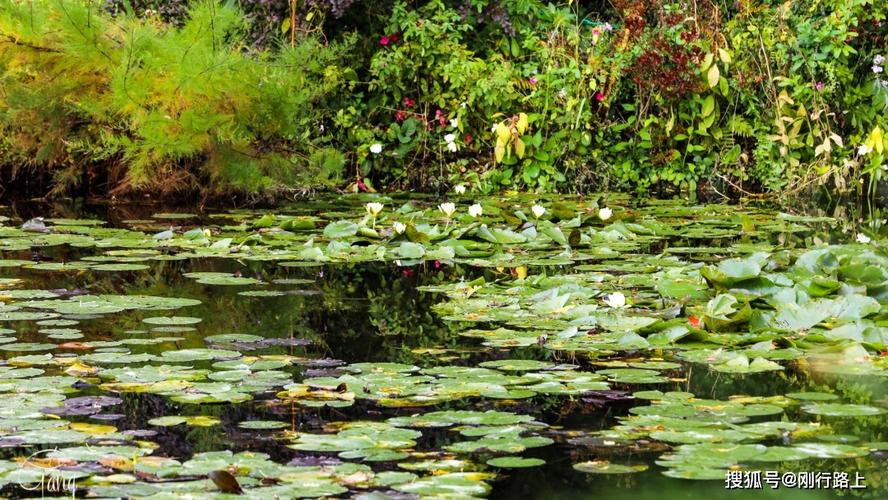 原创 法国莫奈花园里的睡莲,成就了传世之作"睡莲"也让这里远近闻名