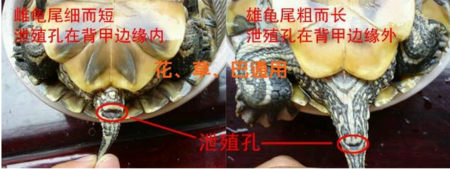 乌龟雌雄及分治侍