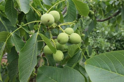 河南核桃苗价格---冠核一号,8518核桃苗