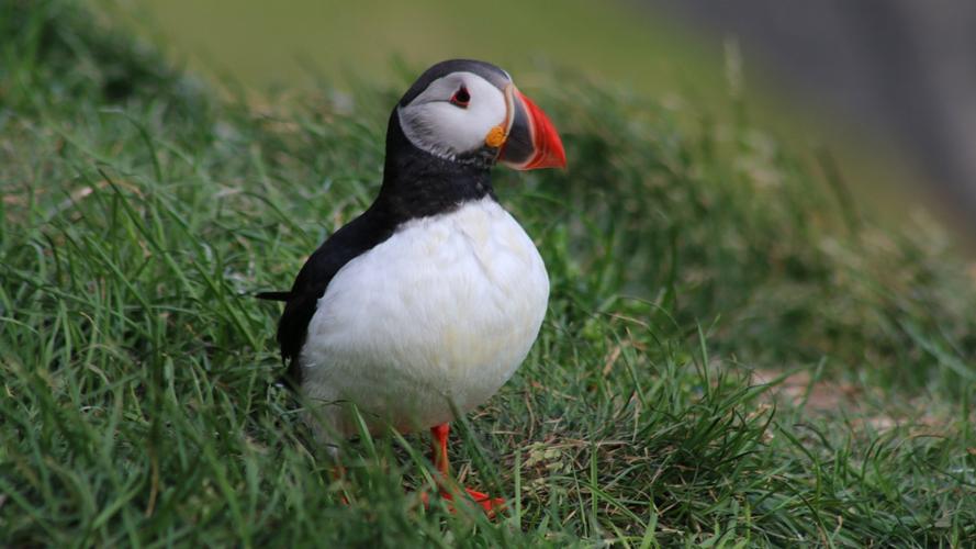 高清海雀图片大全(15/16)