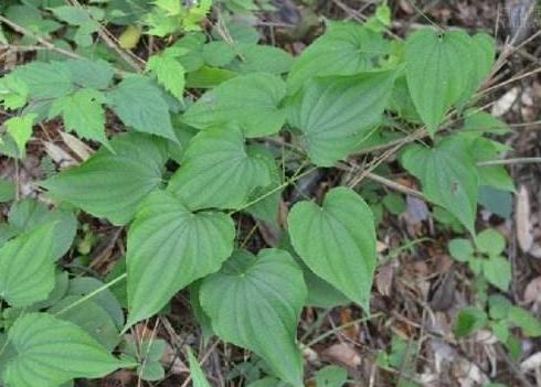 山萆薢的功效是什么呢