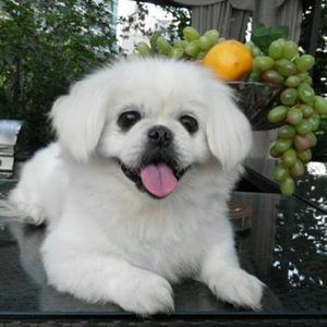 出售纯种血统精品京巴北京犬幼犬活体纯血统家养宠物狗赛级狮子狗