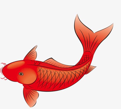 矢量手绘红鲤鱼免抠素材免费下载_觅元素51yuansu.com