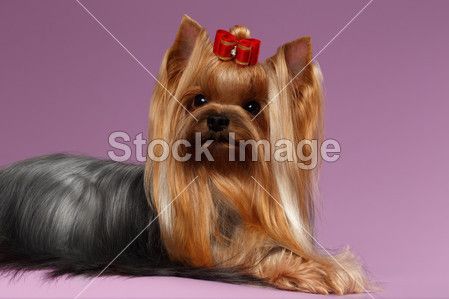 yorkshire terrier dog with long groomed hair lying on purple