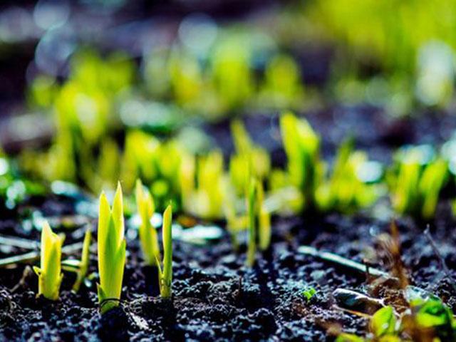 立春后万物复苏,此时正是养生的好时节.吃哪些食物更好呢?