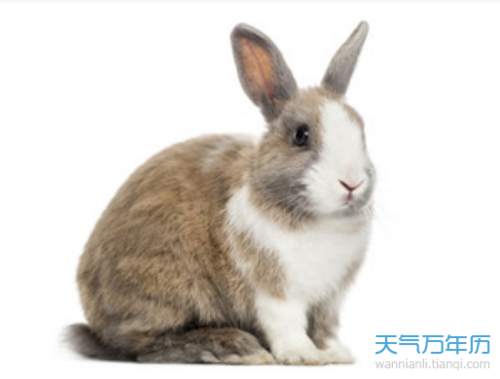 1951年属什么生肖1951年生肖属什么命运如何