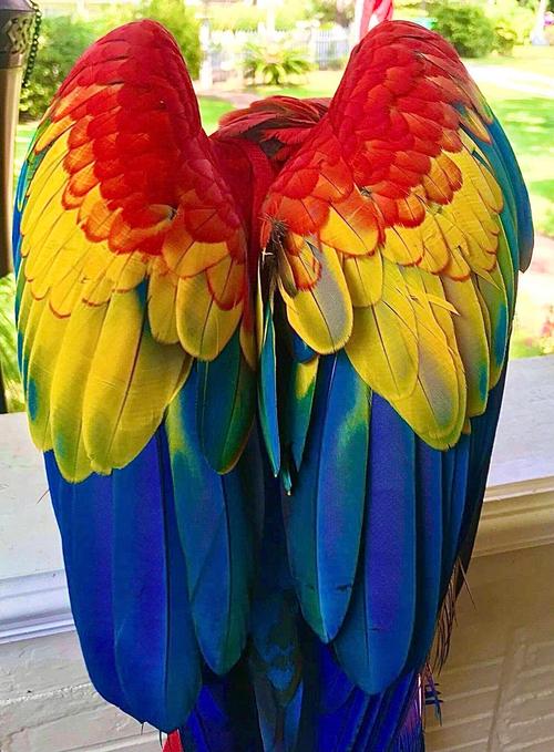 一只 绯红金刚鹦鹉 正在为摄影师展示自己华丽的羽毛