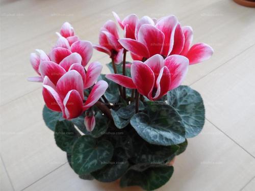 仙客来图片_仙客来的叶子图片大全 - 花卉网