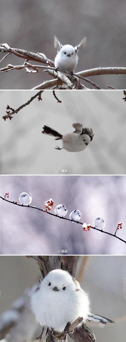 银喉长尾山雀,学名肥啾,它的存在是科学界十大未解之谜之一,因为人们