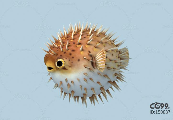 河豚鱼 刺豚 河鲀 鱼类 硬骨鱼纲 鲀形目 鲀科 卡通河豚鱼