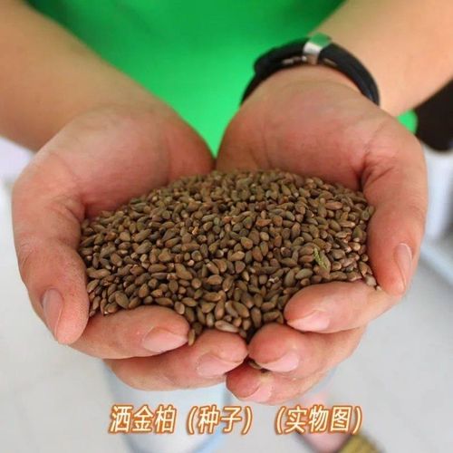 侧柏种子 柏树种子 柏树籽 新产柏树种子