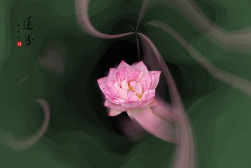 静心听花语《手机摄影》