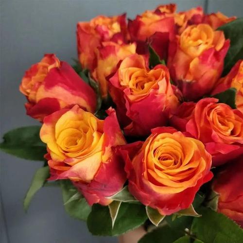 100种玫瑰之64火焰玫瑰