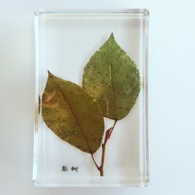 创意树脂工艺品厂家直销标本教学琥珀工艺品梨树外形植物标本