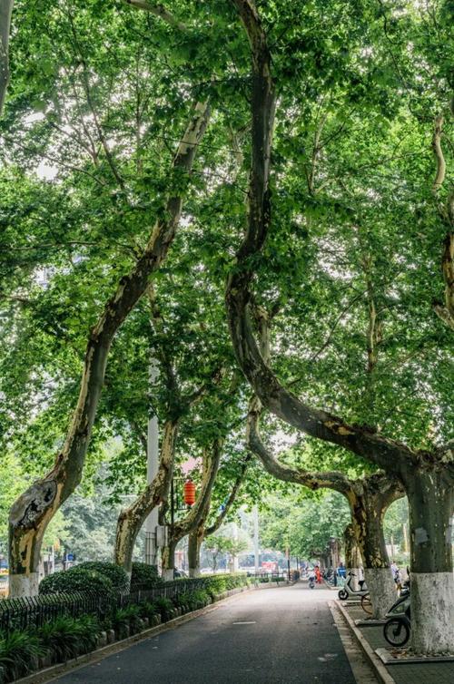 梧桐树显出饱经风霜的骨骼和柔情依在的情怀,沿路的中央饭店,南京图书