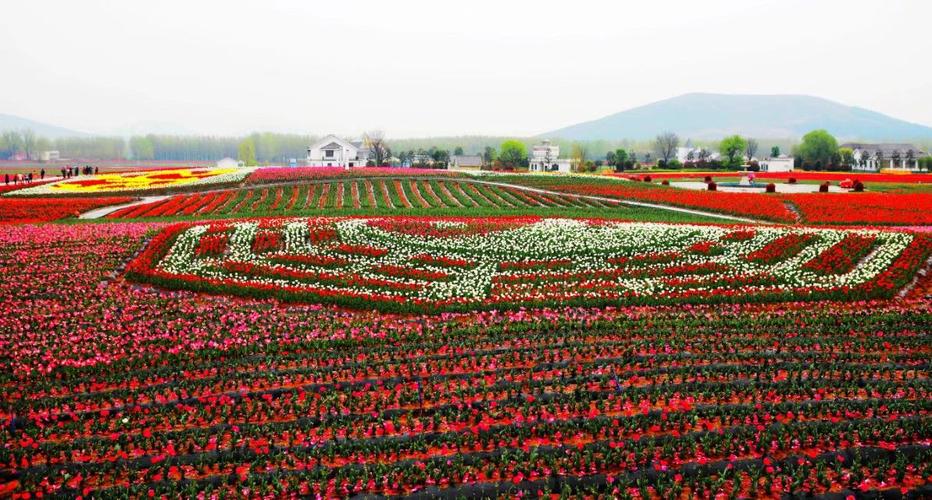 嵖岈山郁金香花海!