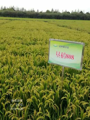 你知道最好吃的大米品种吗 种地要想发,就种垦稻808