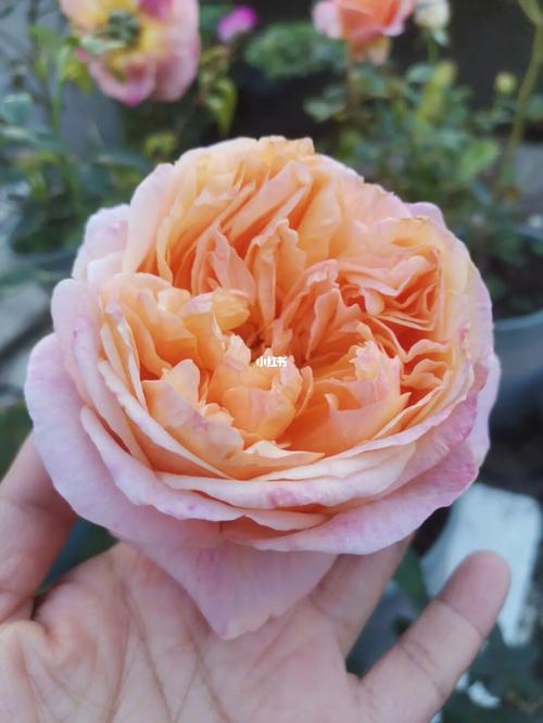 维多利亚的秘密月季_月季_维多利亚的秘密怎么样_家居