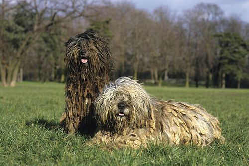 这是什么狗,是鬼犬吗?