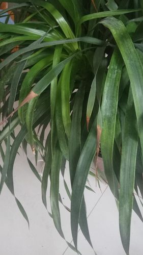 龙血树的叶子为什么干尖