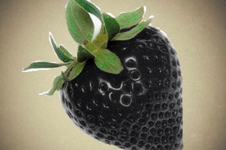 黑草莓,这是草莓的一个新品种,还是第一次见,不知道味道怎么样?