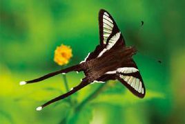   白带燕凤蝶,lamproptera curia (fabricius),凤蝶科燕尾凤蝶属