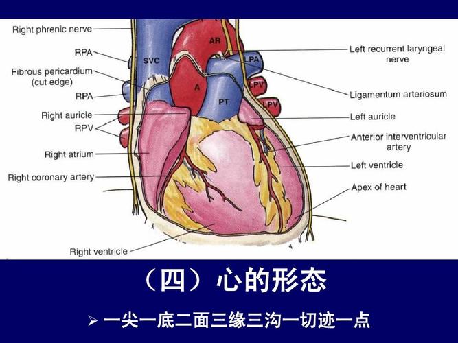胸部(纵隔)的断层解剖-人体断层解剖学-课件-10ppt