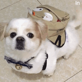 可爱狗狗摇尾巴表情包