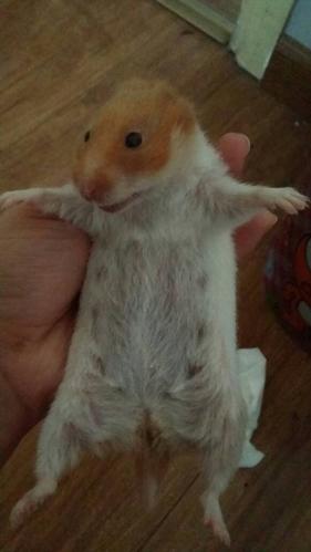 珍珠熊(仓鼠)是不是怀孕了?出现了类似六个扣子.