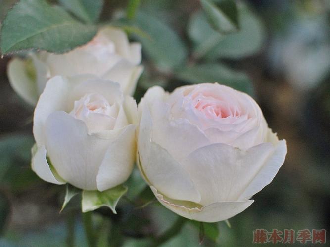 陶瓷蕾丝(ceramiclace)-丰花月季品种-图片-藤本月季网