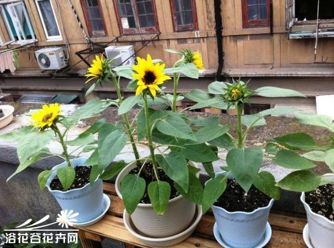 矮向日葵叶子有点发黄,是花盆太小需要换盆,还是需要施肥,还是得什么