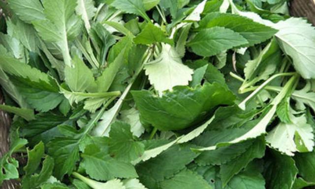 苦斋菜吃过吗客家人称苦斋婆俗语苦斋叶苦常吃好比人参补