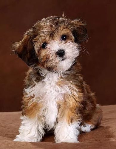 每日一犬哈瓦那犬