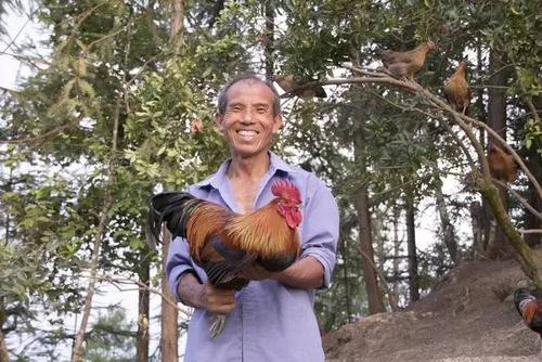 为了一口鲜美的鸡汤,他用8年把一只濒临灭绝的"飞天鸡",变成了70w 的